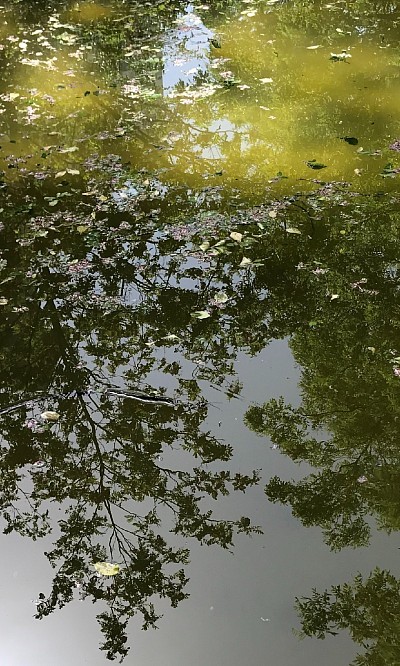 Pond Reflections, 2021