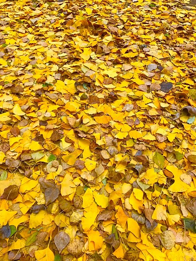 Autumn Leaves, 2020