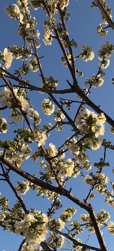 Spring Blossoms, 2019