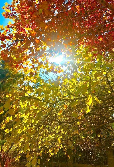 Afternoon Sun, 2020