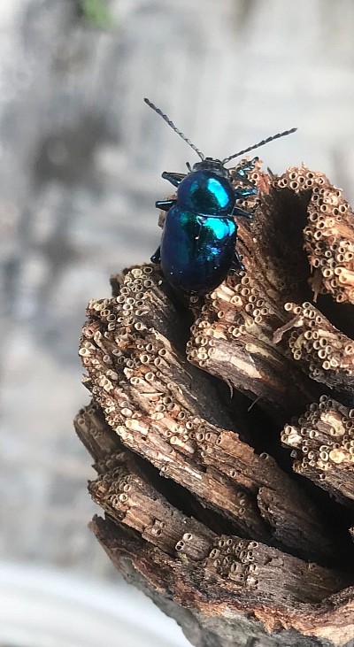 Beetle on a Stump, 2021