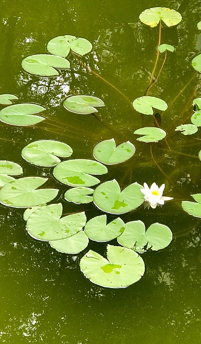 Lotus Pond, 2021