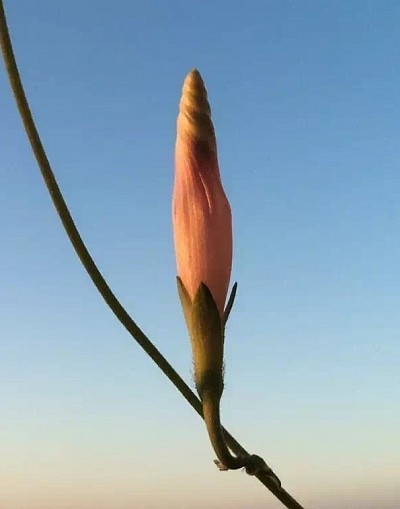 Morning Glory, 2017