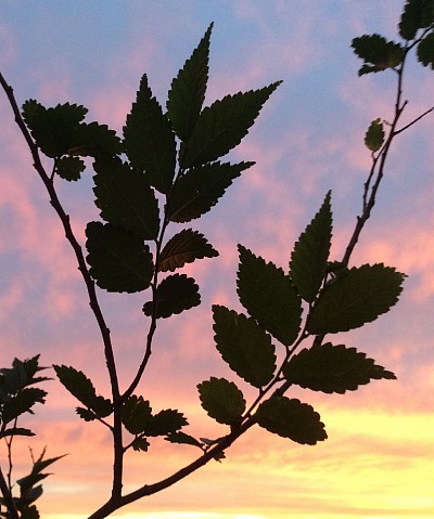 Sunrise Elm, 2014
