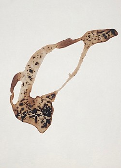 Tea Passages Series