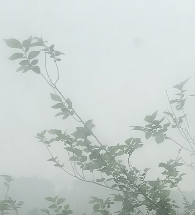 Morning Fog, 2022