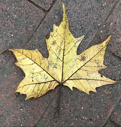 November Leaf, 2022