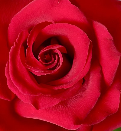 Red Rose, 2023