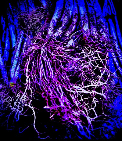 Spring Roots, 2024