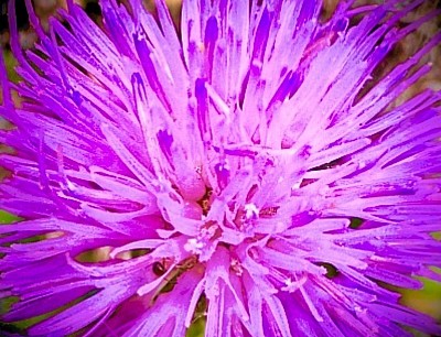 Purple Thistle, 2004