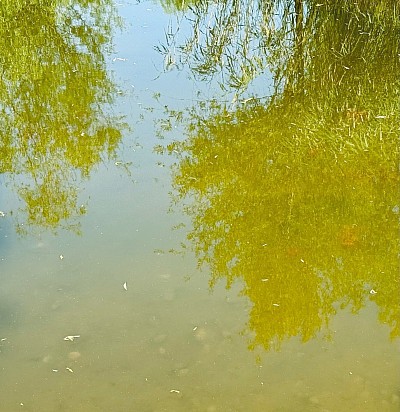Pond, 2024