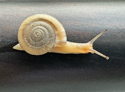 Snail, 2025