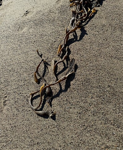 Seaweed, 2025