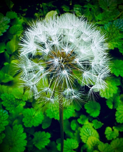 Dandelion Puff, 2025