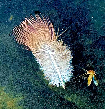 Pond Reflections (Wings of Desire), 2025