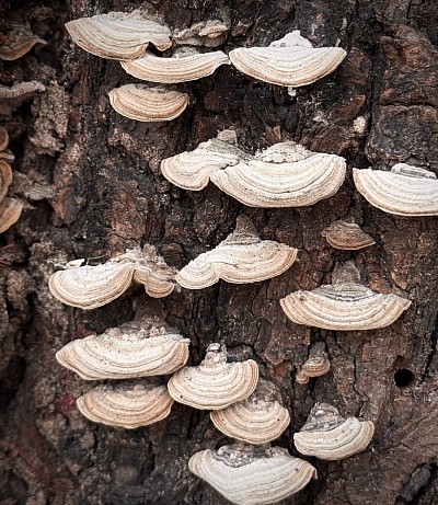Tree Fungi, 2025
