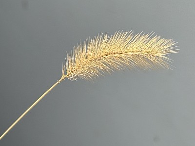 Wheat, 2026