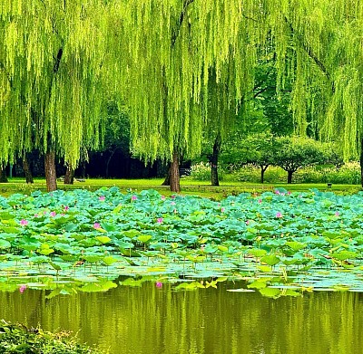 Lotus Lake, 2024