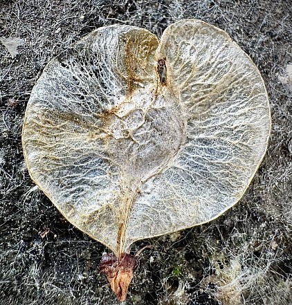 .Elm Seed, 2026
