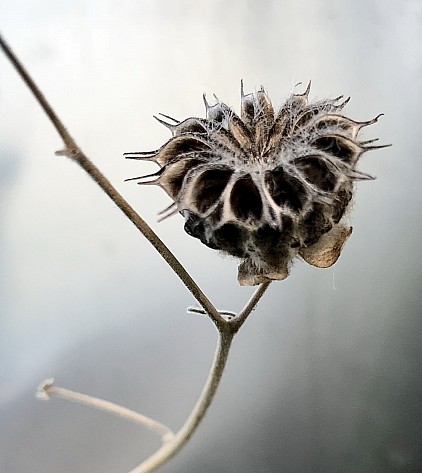 Thistle, 2026