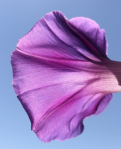 Morning Glory, 2024