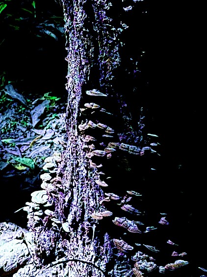 Tree Mu’er, 2024