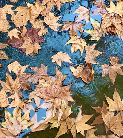 Leaves, 2020