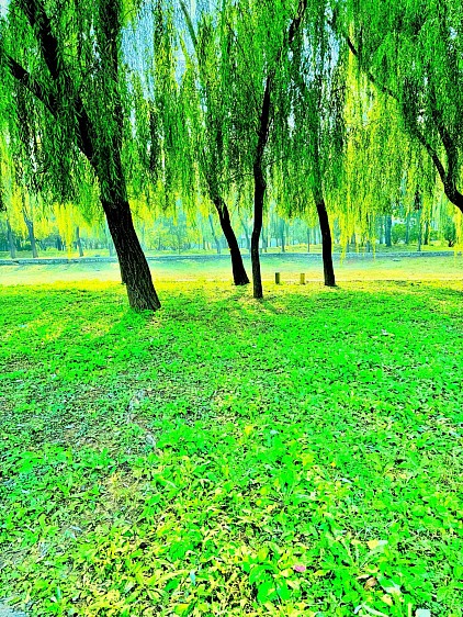Willows, 2025